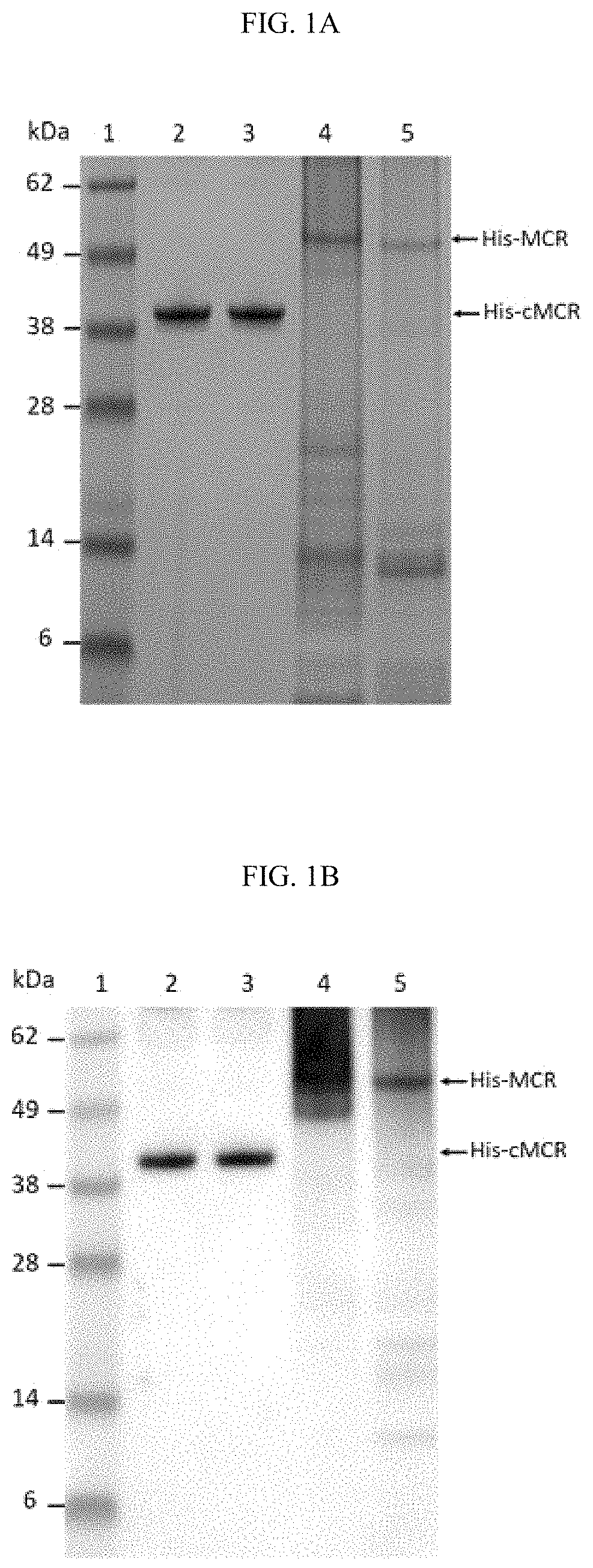 Antibodies for detection of colistin-resistance