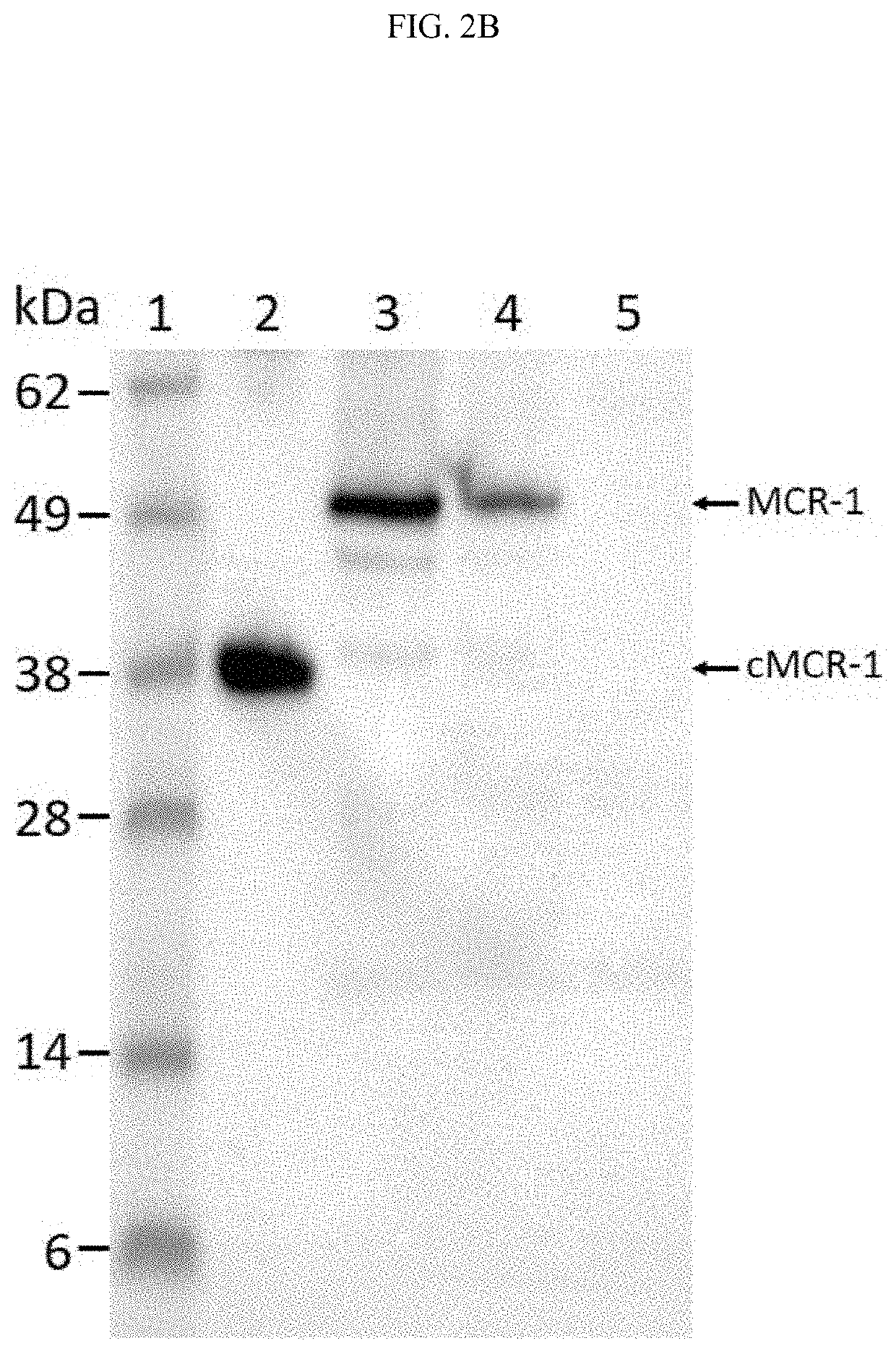 Antibodies for detection of colistin-resistance