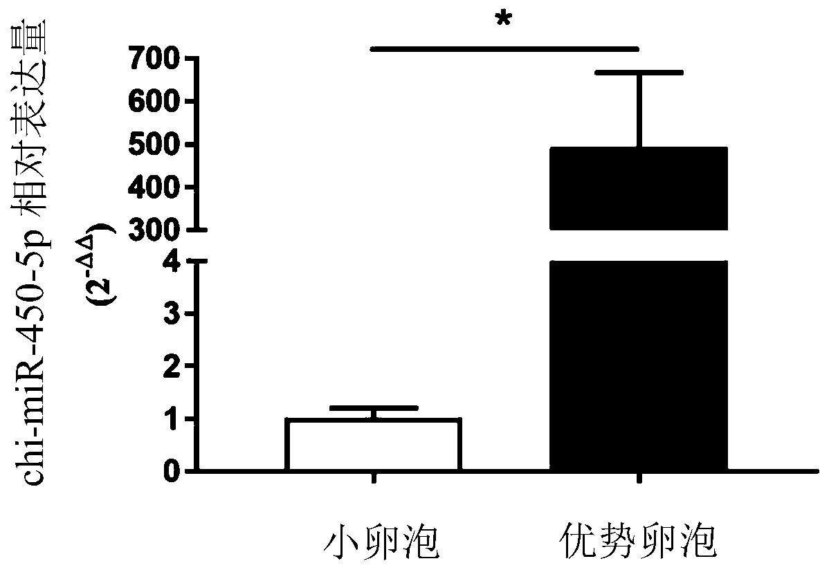 Application of chi-miR-450-5p as miRNA marker for maturation of goat follicles