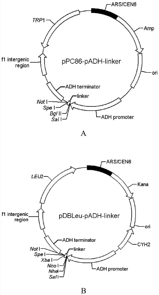 Method for screening interacting protein based on bimolecular fluorescence complementation technique