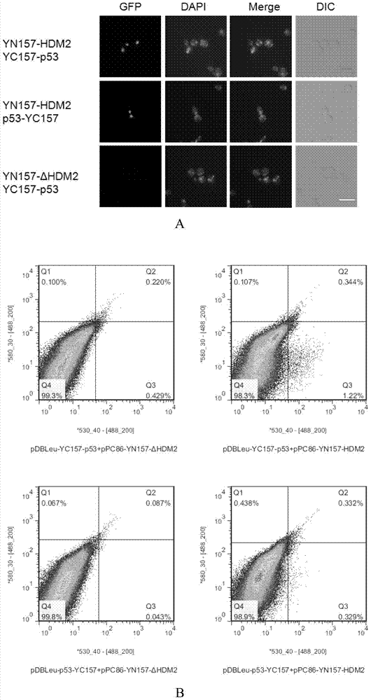 Method for screening interacting protein based on bimolecular fluorescence complementation technique