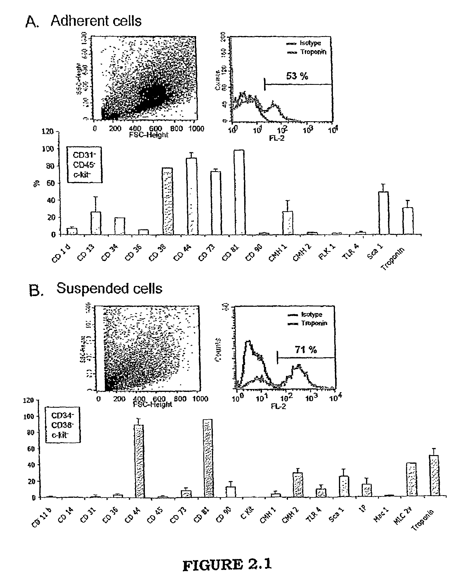 Method for culturing cells derived from the adipose tissue and uses thereof