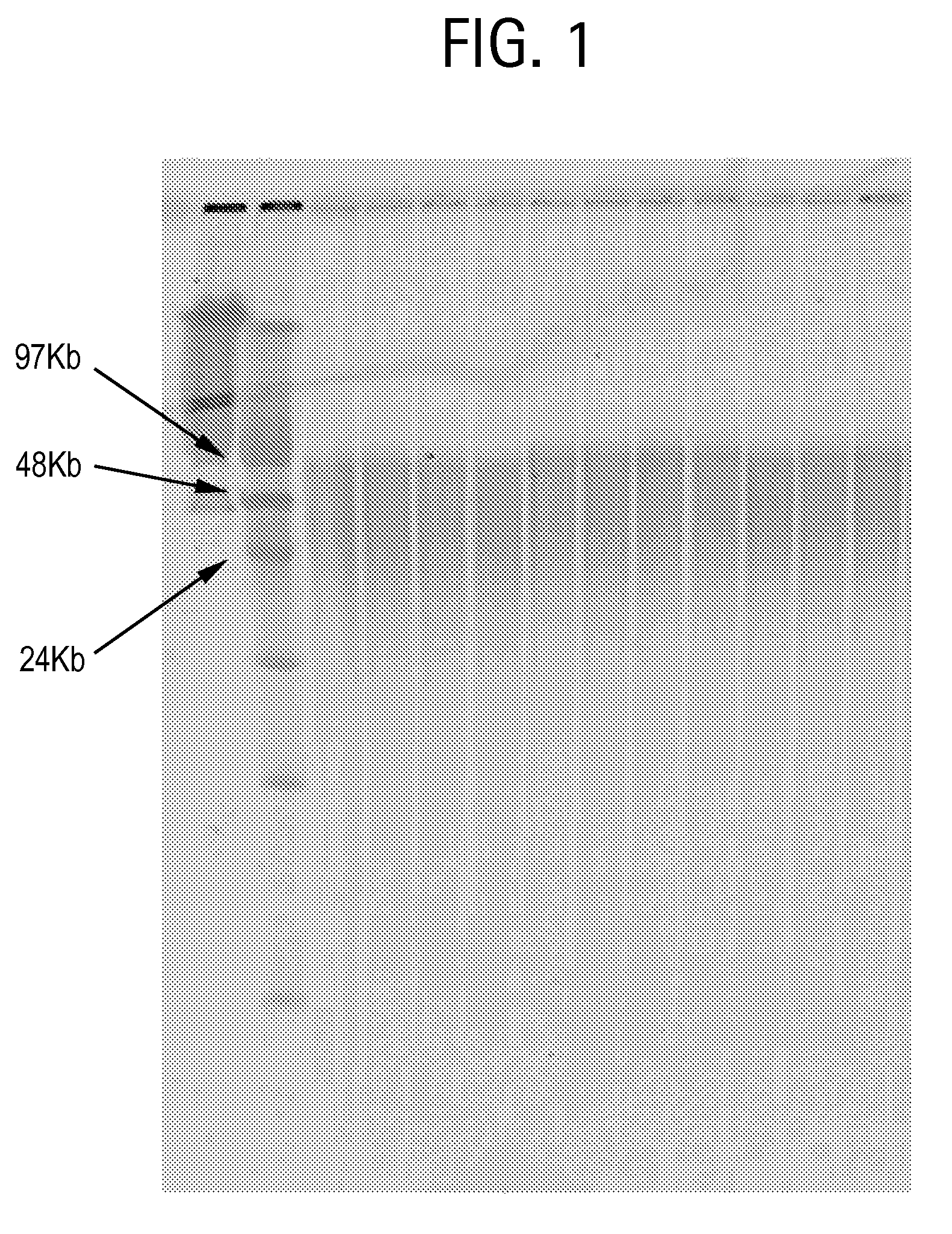 Nucleic acid purification method