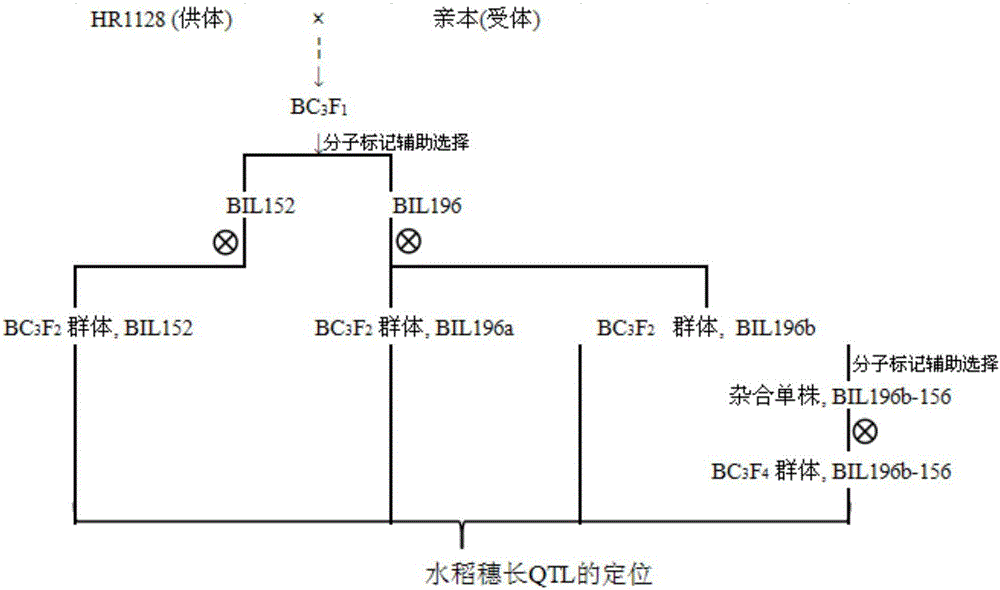 Rice spike length major QTLPL6-5 positioning, and molecular marker linked with major QTLPL6-5