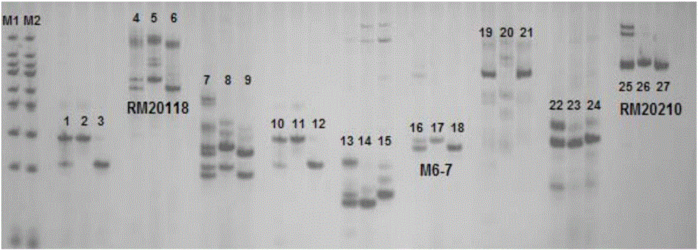 Rice spike length major QTLPL6-5 positioning, and molecular marker linked with major QTLPL6-5