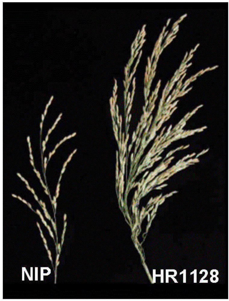 Rice spike length major QTLPL6-5 positioning, and molecular marker linked with major QTLPL6-5