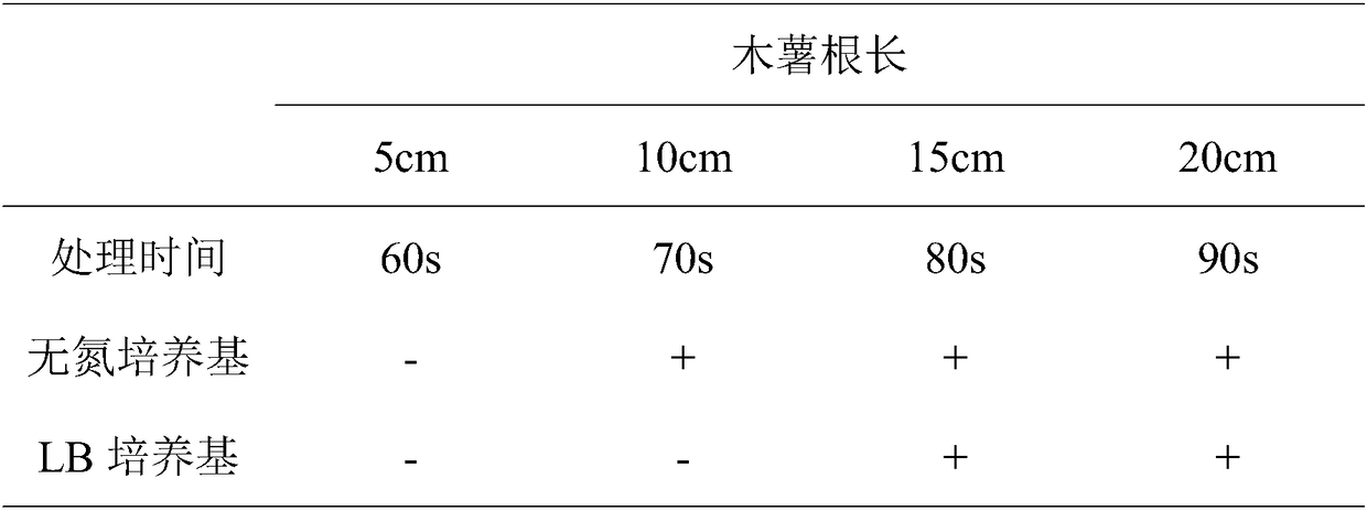 Preparation method of microbacterium for cassava nitrogen fixation