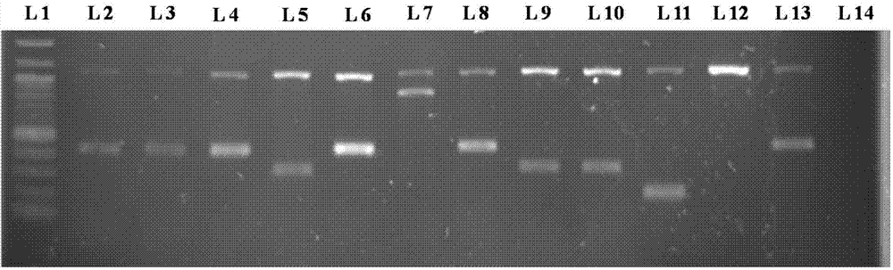 Multi-PCR detection kit and method for identifying poultry salmonella