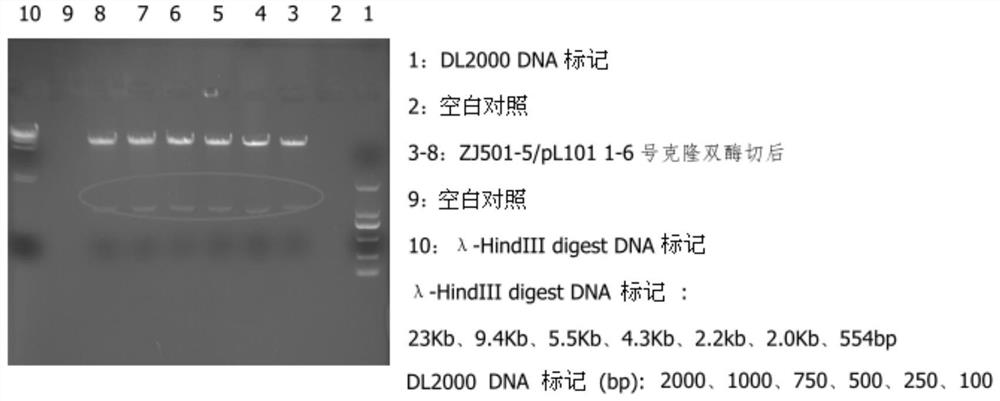 Application of human sDR5-Fc recombinant fusion protein in preparation of medicine for preventing and treating myocardial infarction and ischemia reperfusion injury