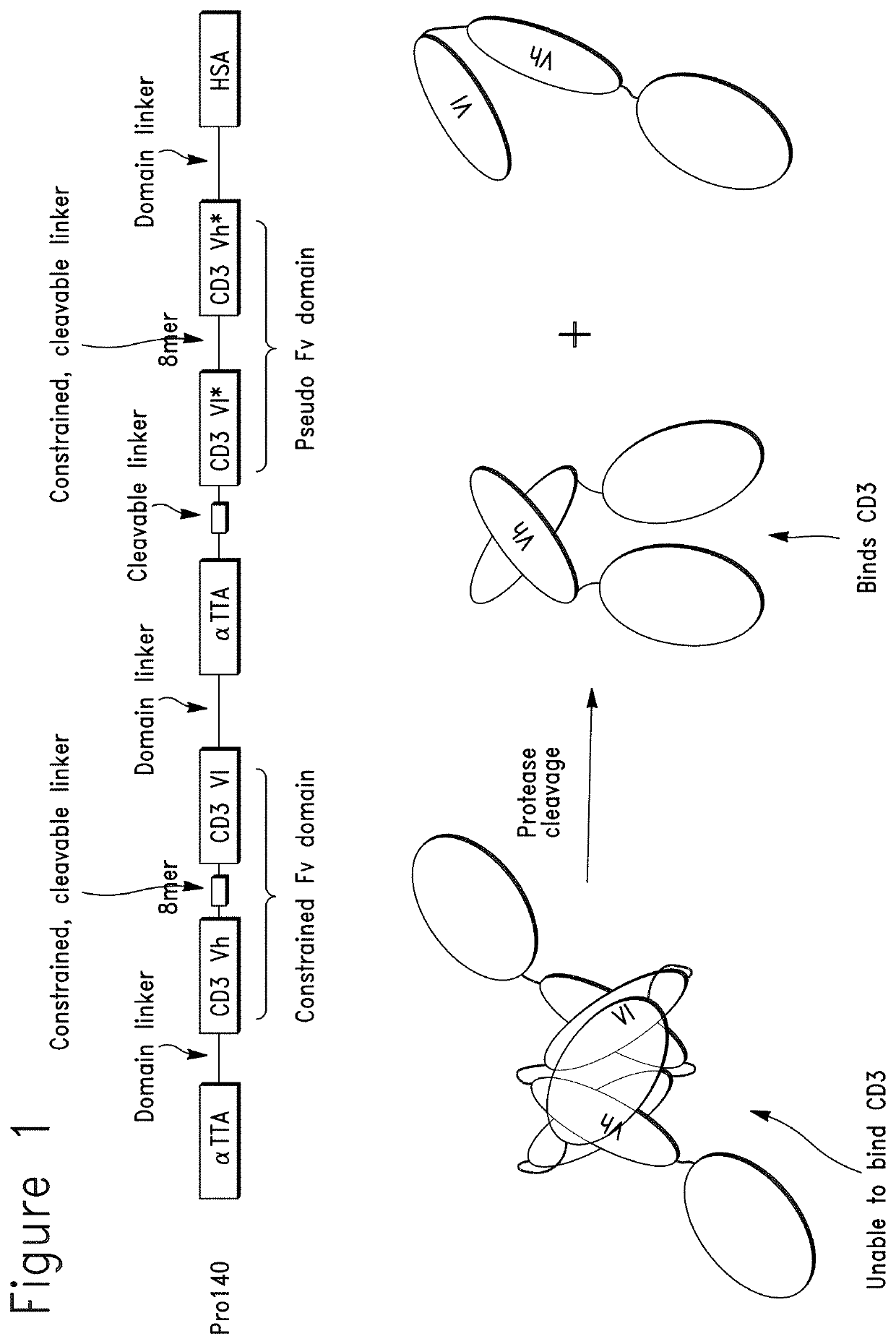 Constrained conditionally activated binding proteins