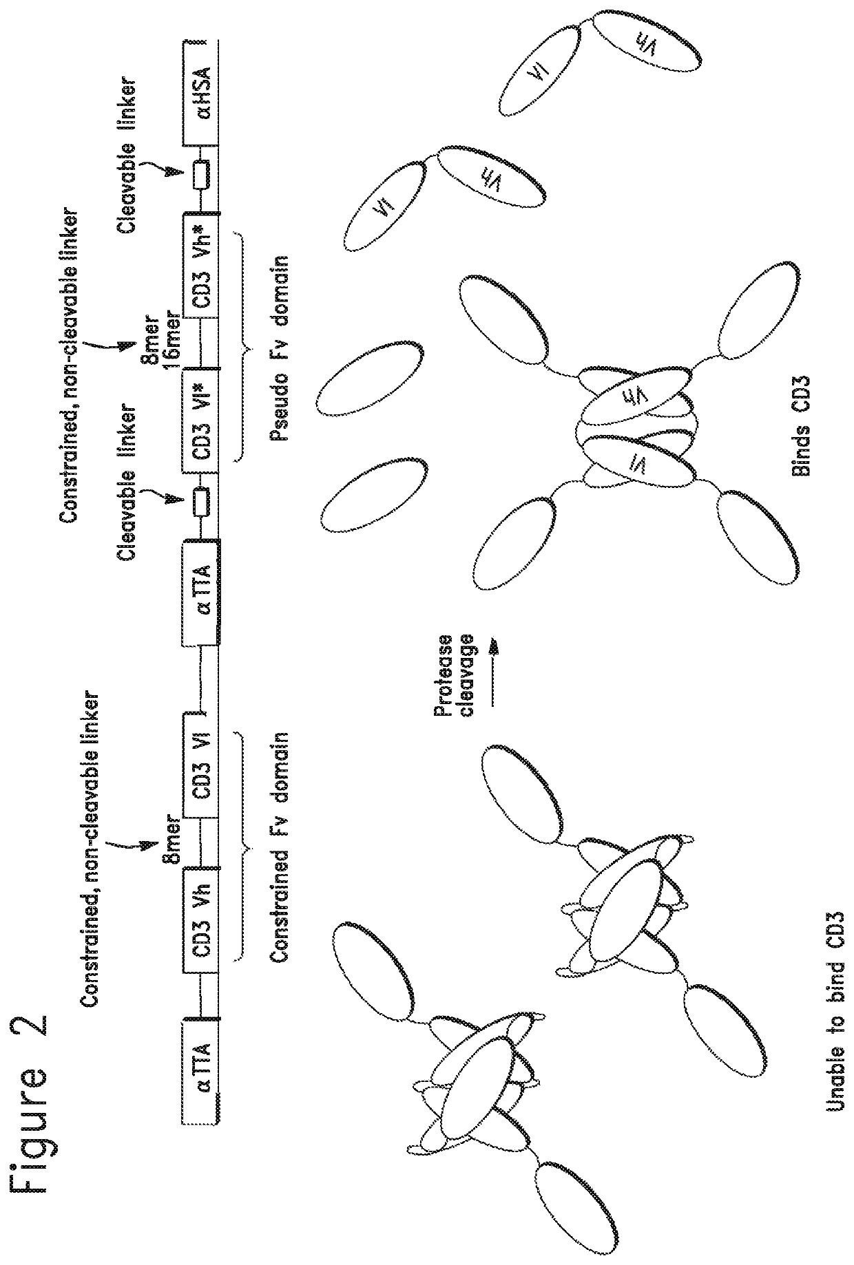 Constrained conditionally activated binding proteins