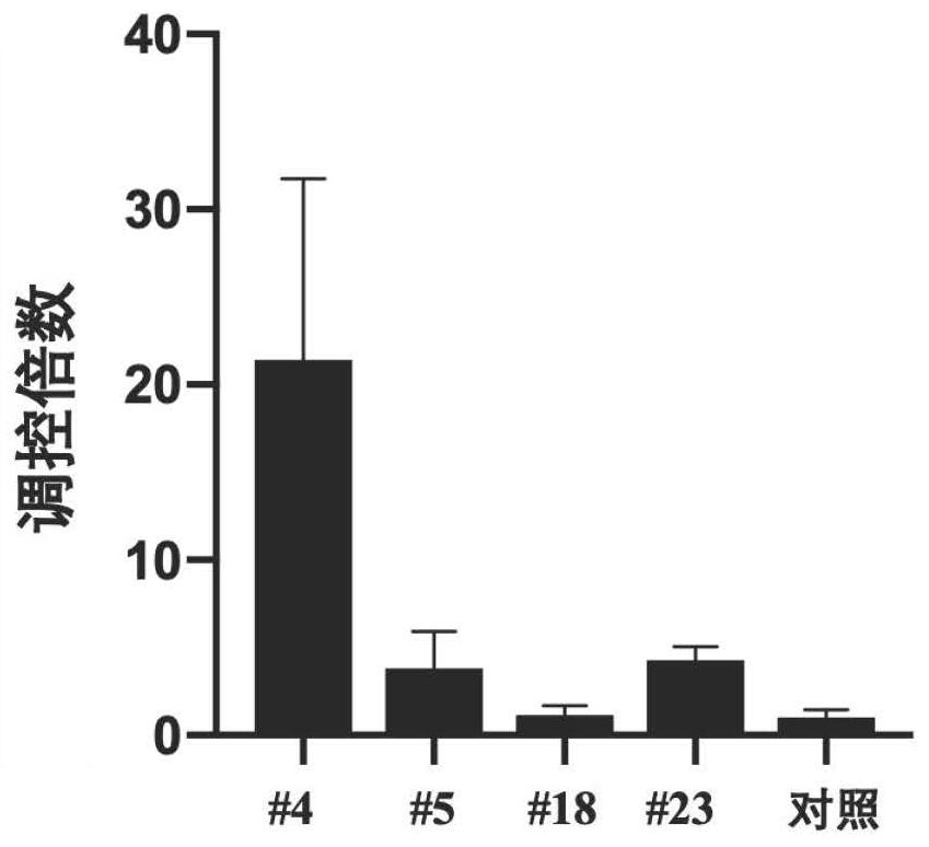 Screening method of influenza virus related host gene mutants