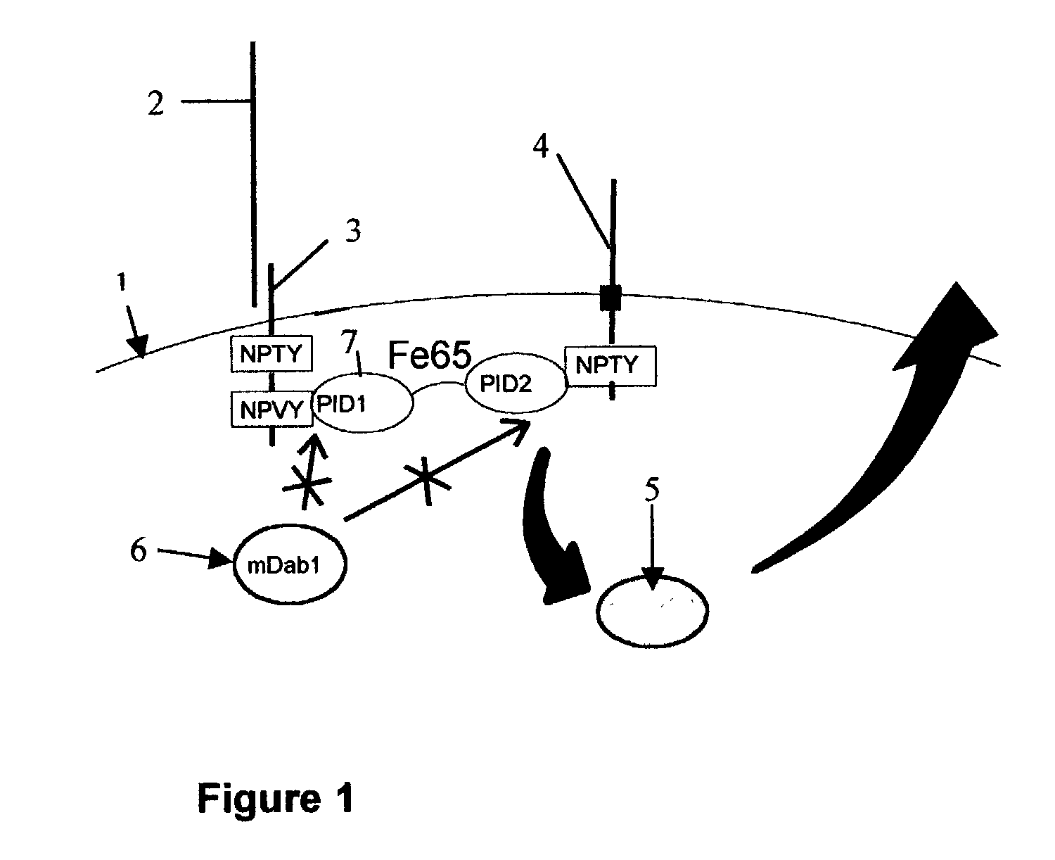 Influence of LRP cytoplasmic domain on Abeta production