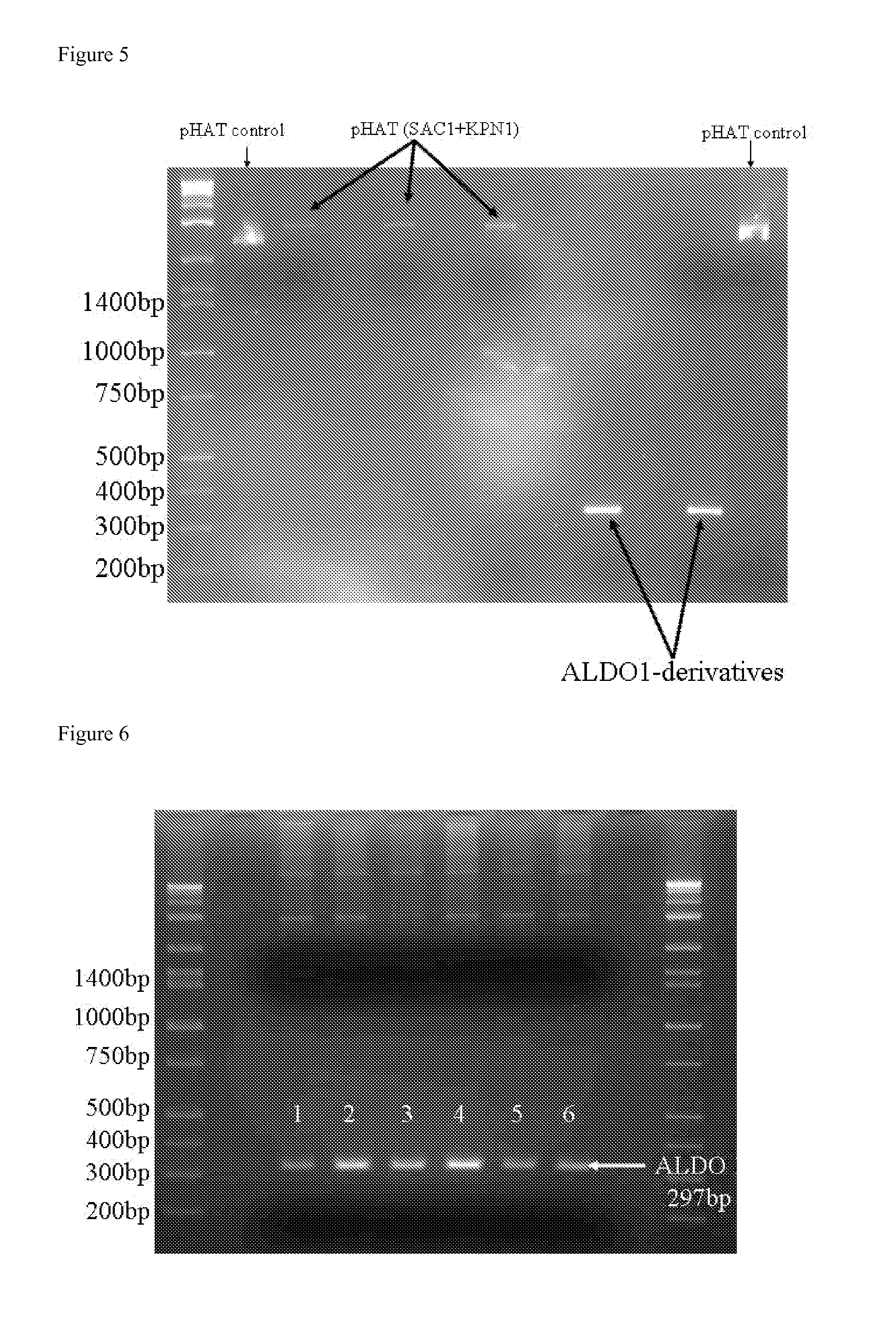 Protein-based <i>Streptococcus pneumoniae </i>vaccine