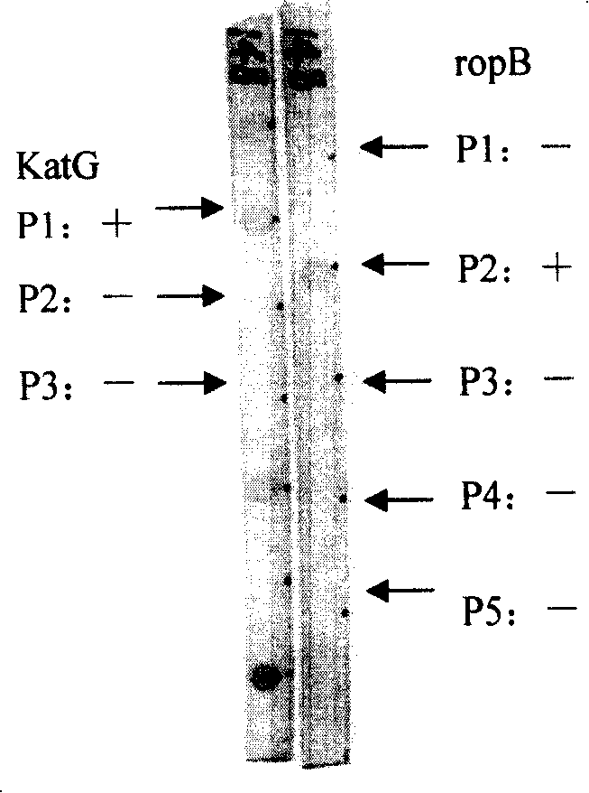 Kit for fast detecting multiple drug resistance of mycobacteriumtuberculosis