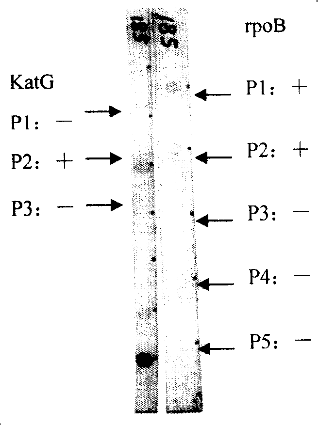 Kit for fast detecting multiple drug resistance of mycobacteriumtuberculosis