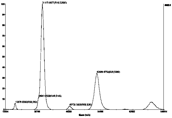 Human kallikrein of mammalian cell expression as well as coding gene and application thereof