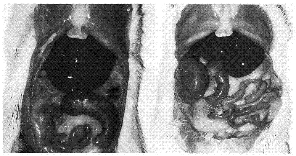 Application of composite high-fat forage to construct non-alcoholic fatty liver disease rat model