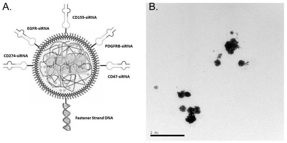 A kind of PLGA multi-target compound nano-reagent targeting tumor neovascularization and its preparation method and application