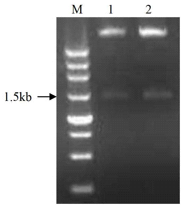 Recombinant streptomyces lydicus with cellulase activity and construction method and application thereof