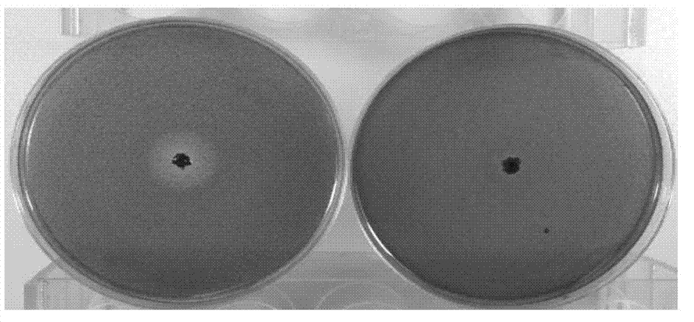 Recombinant streptomyces lydicus with cellulase activity and construction method and application thereof