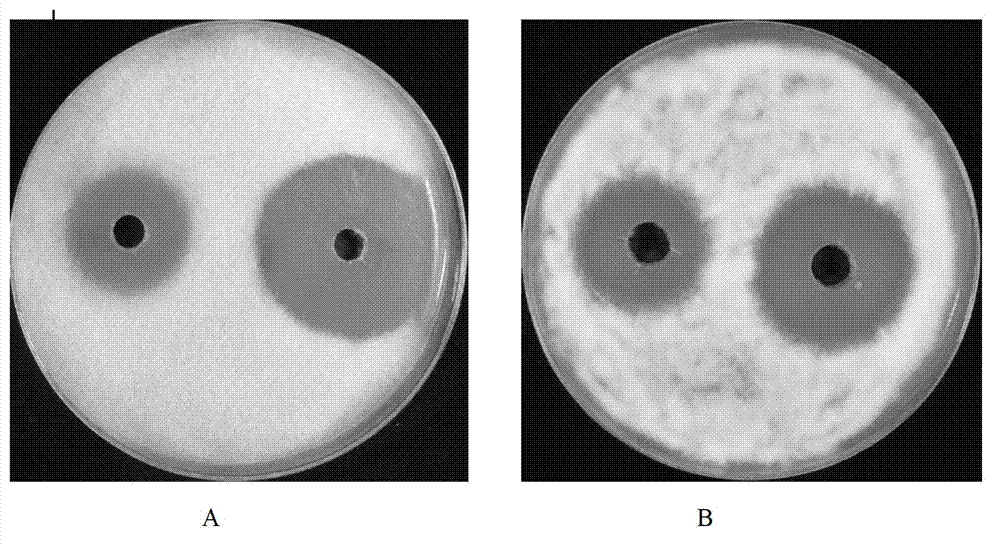 Recombinant streptomyces lydicus with cellulase activity and construction method and application thereof