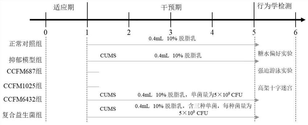 Composite microbial preparation and application thereof in relieving depression and constipation