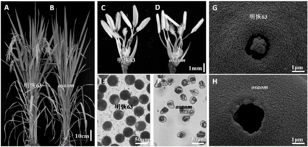 Oryza sativa pollen germination aperture development and pollen fertility gene OsAOM, mutant gene, and recombinant expression vector and application thereof