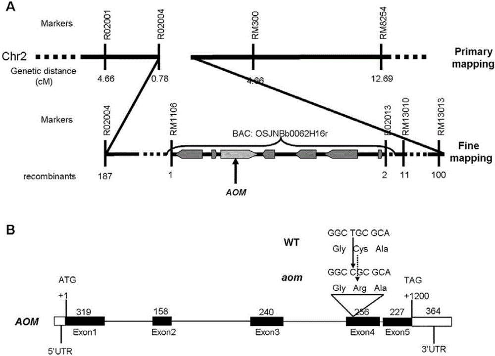 Oryza sativa pollen germination aperture development and pollen fertility gene OsAOM, mutant gene, and recombinant expression vector and application thereof