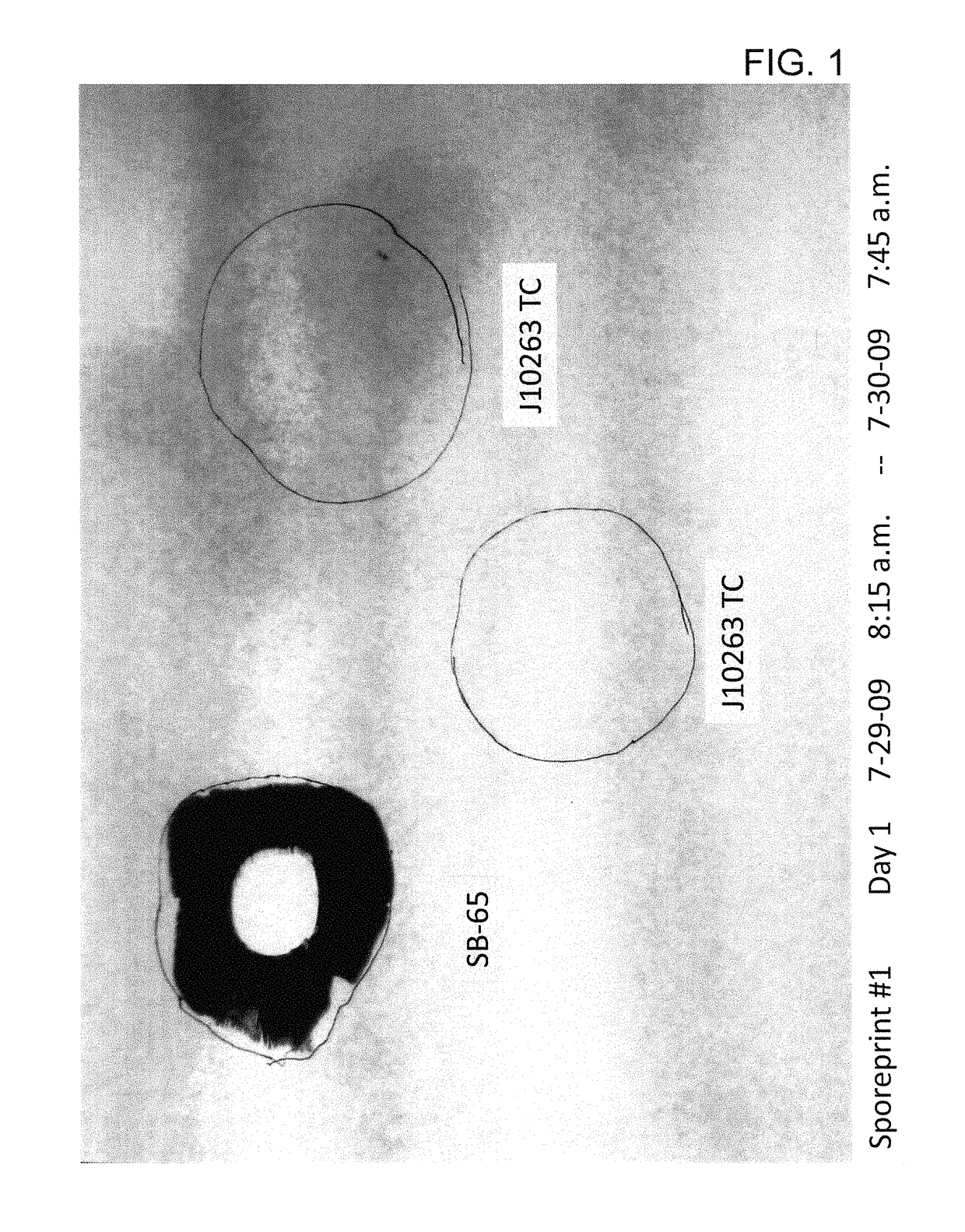 Methods for production of sporeless <i>Agaricus bisporus </i>mushrooms