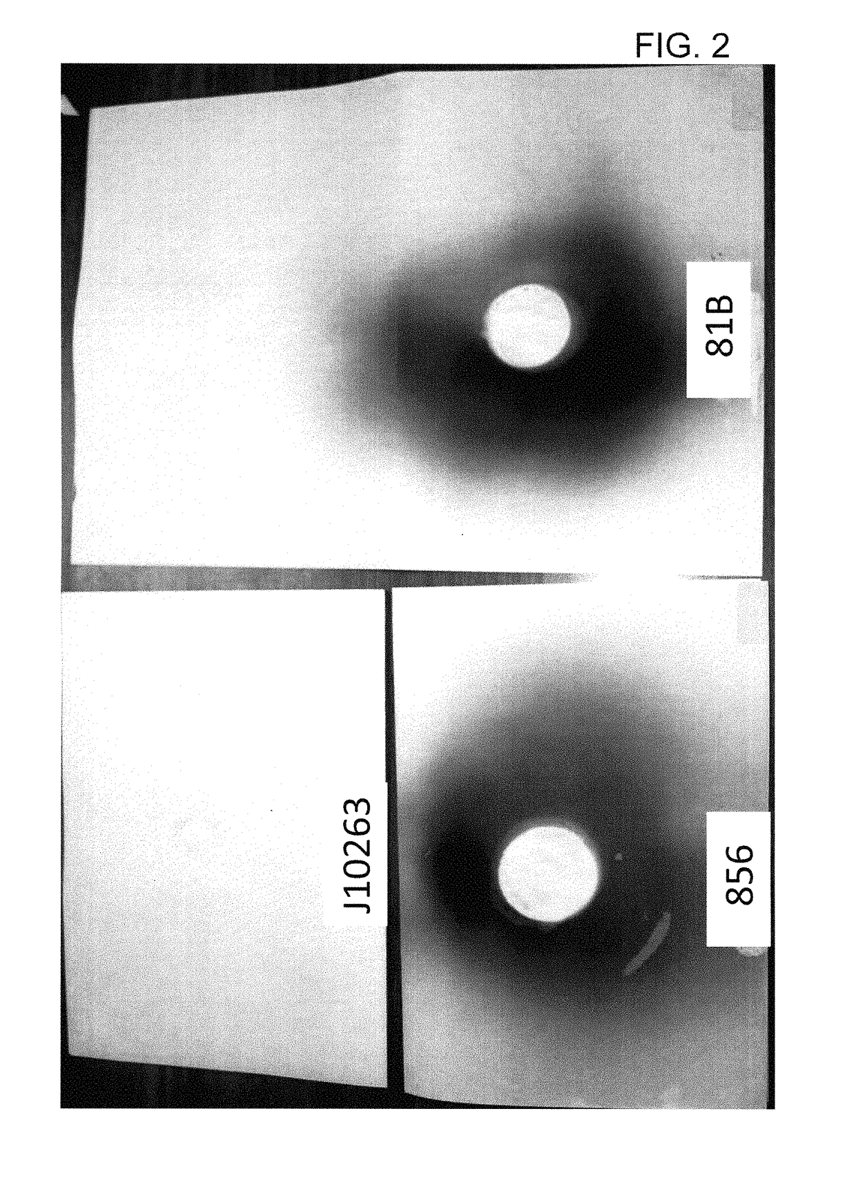 Methods for production of sporeless <i>Agaricus bisporus </i>mushrooms