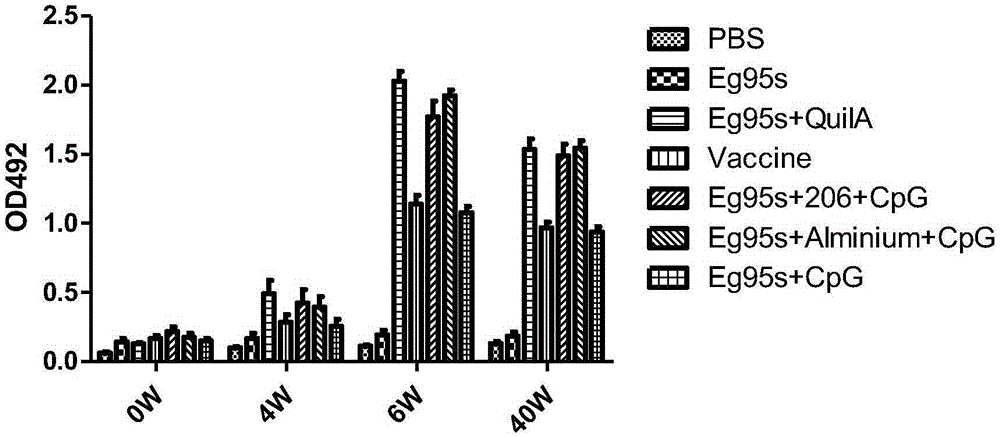 Novel echinococosis granulosis vaccine with CPG DNA (deoxyribonucleic acid) immune adjuvants