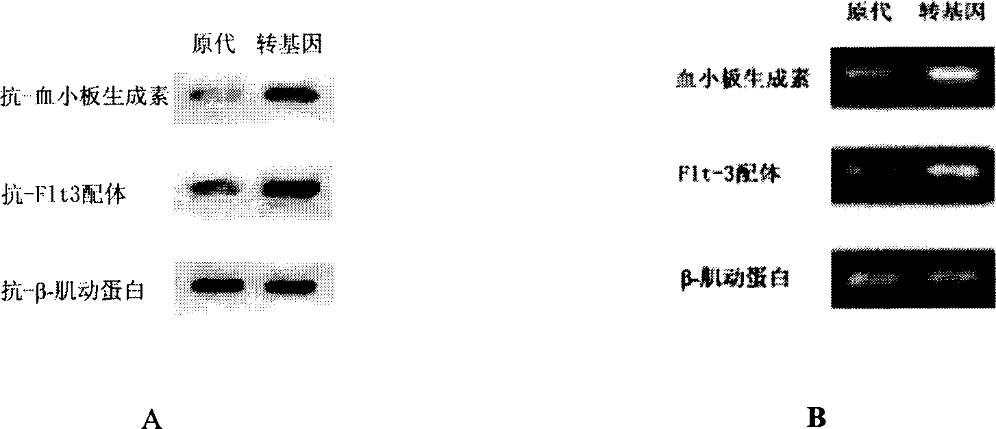 Method for transferring bone marrow filling dry cell by TPO/FL