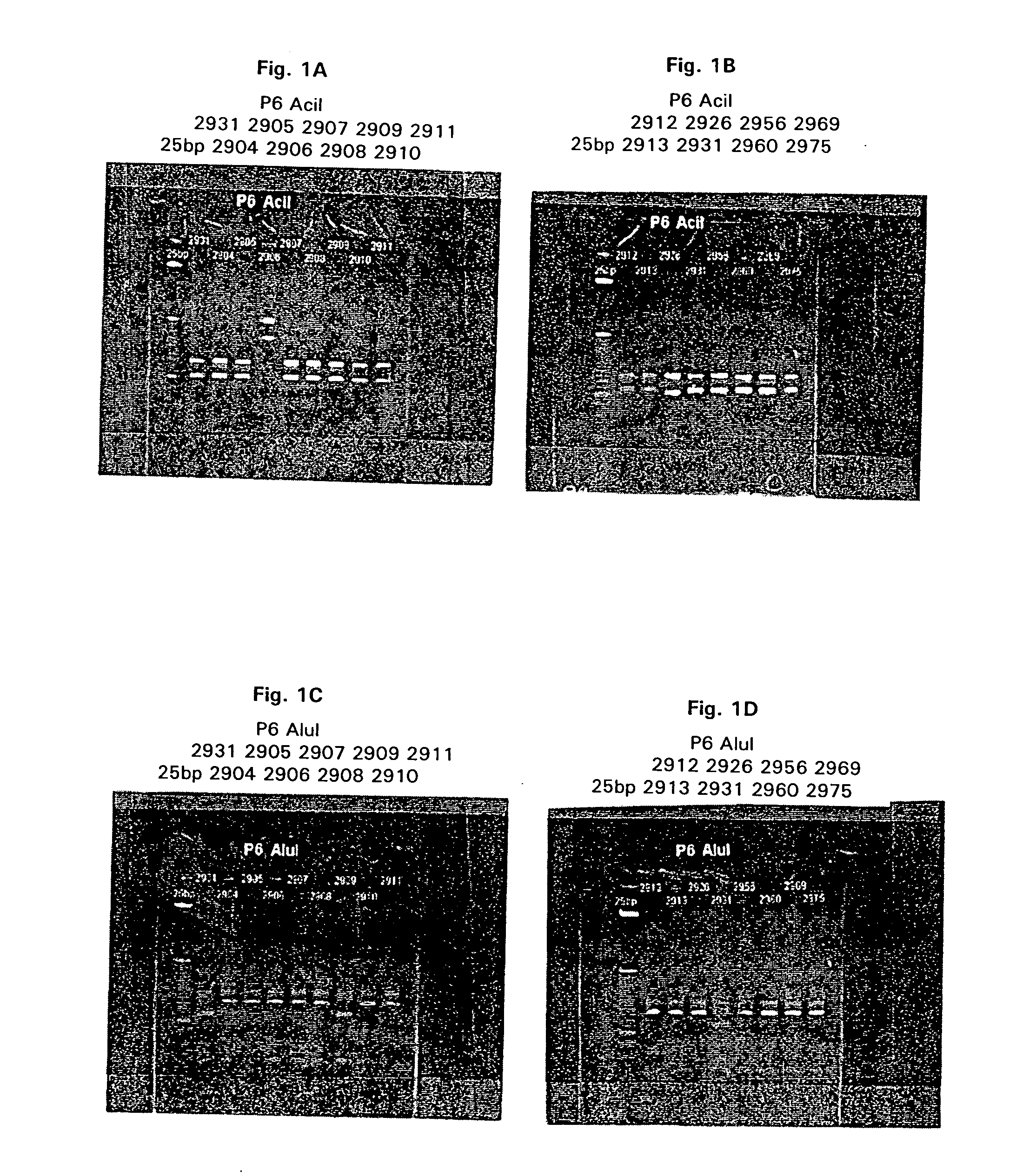 BASB019 proteins and genes from moraxella catarrhalis, antigens, antibodies, and uses