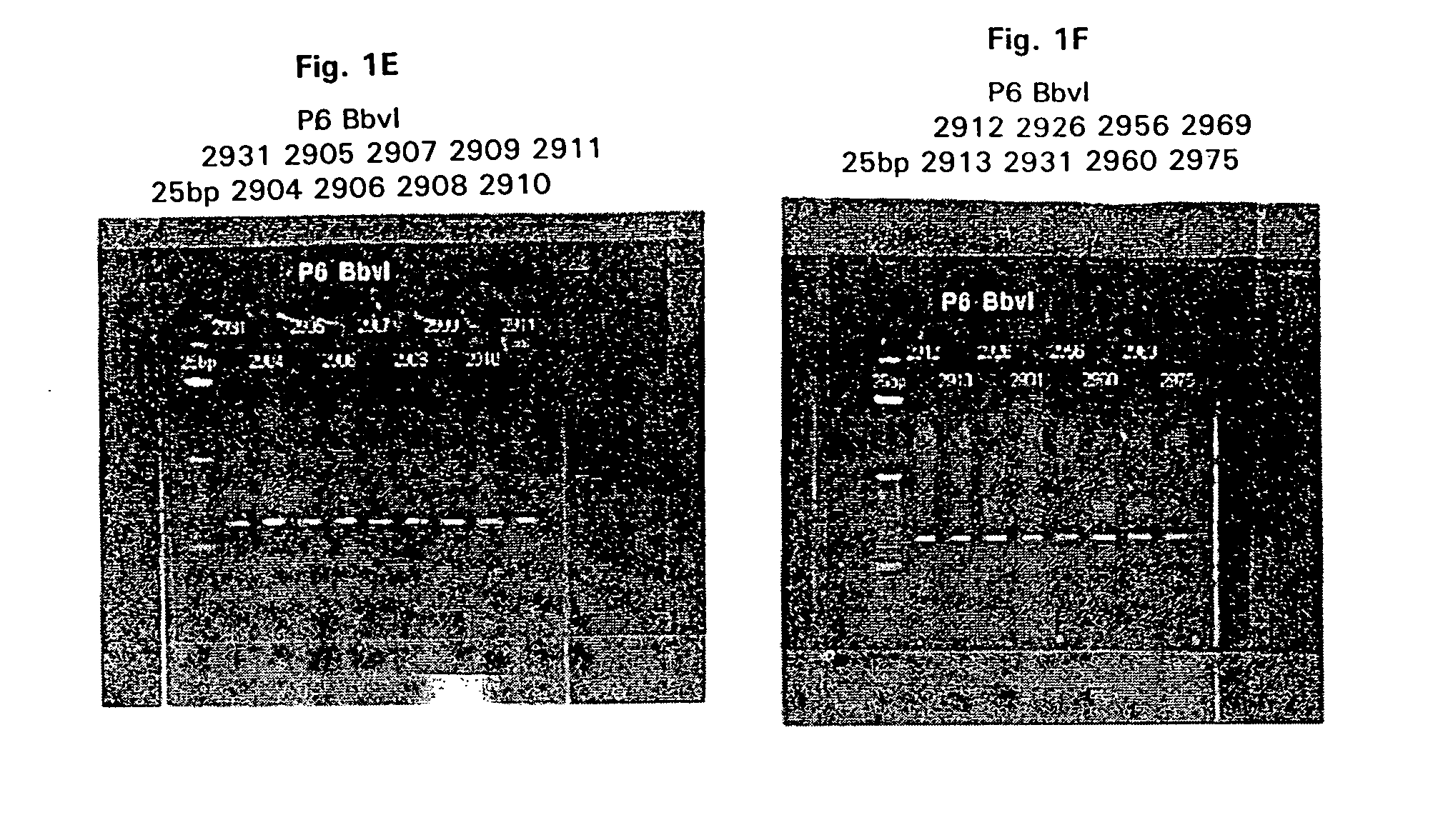 BASB019 proteins and genes from moraxella catarrhalis, antigens, antibodies, and uses