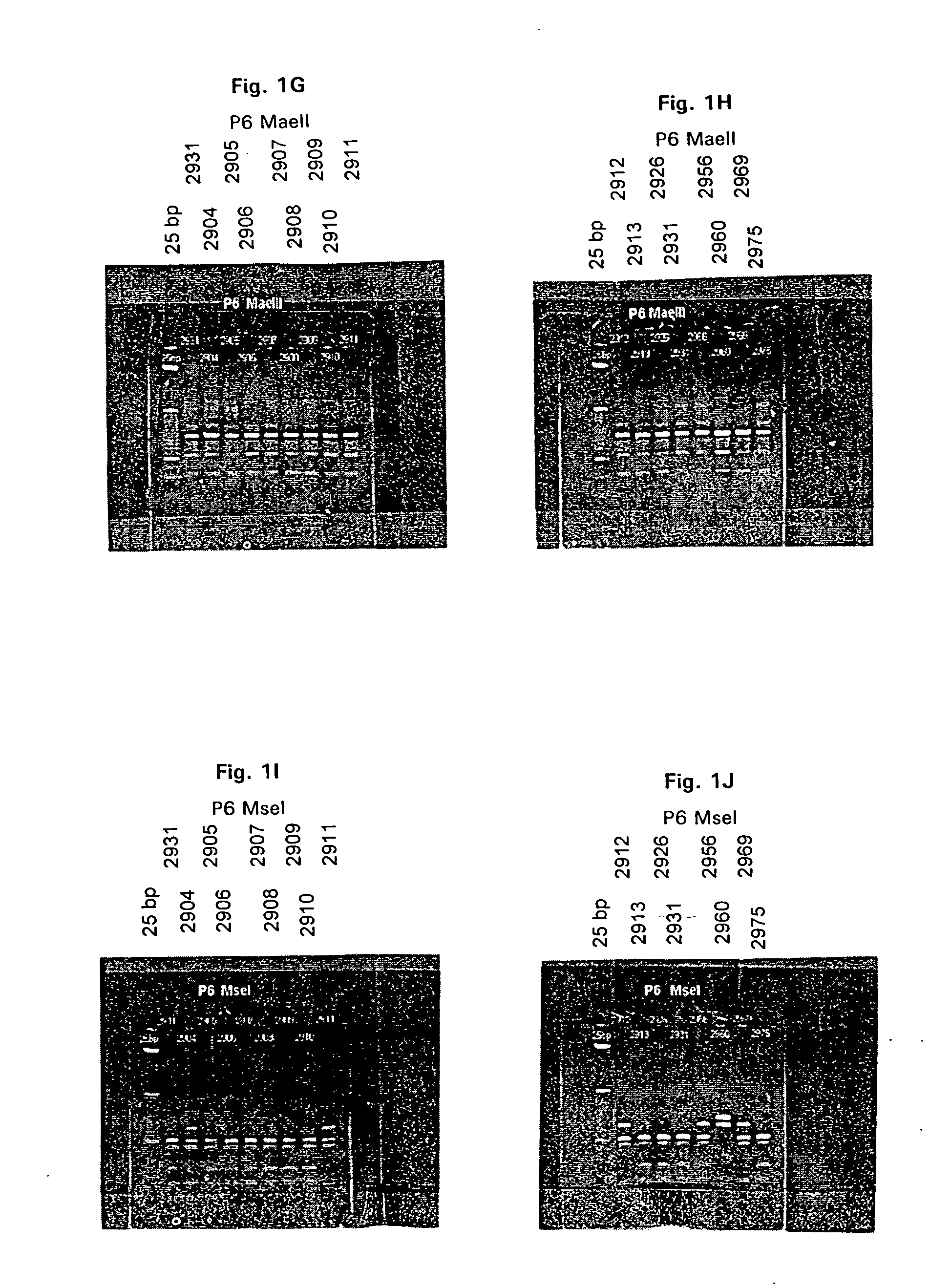 BASB019 proteins and genes from moraxella catarrhalis, antigens, antibodies, and uses