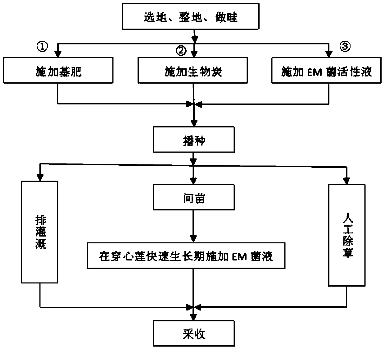 Field cultivation method for relieving successive cropping obstacle of andrographis paniculata