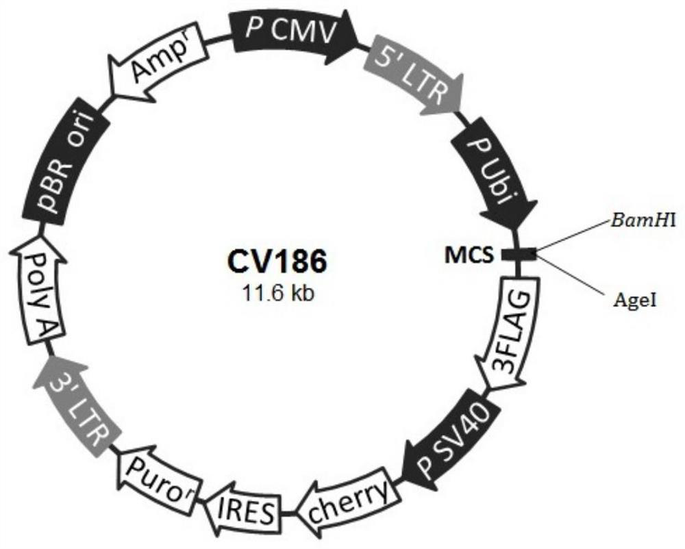 Application of Spag6 in preparation of medicine for relieving cerebral arterial thrombosis reperfusion mediated synaptic injury