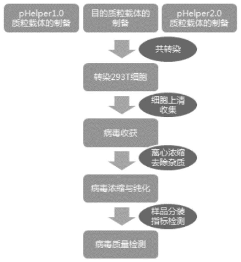 Application of Spag6 in preparation of medicine for relieving cerebral arterial thrombosis reperfusion mediated synaptic injury