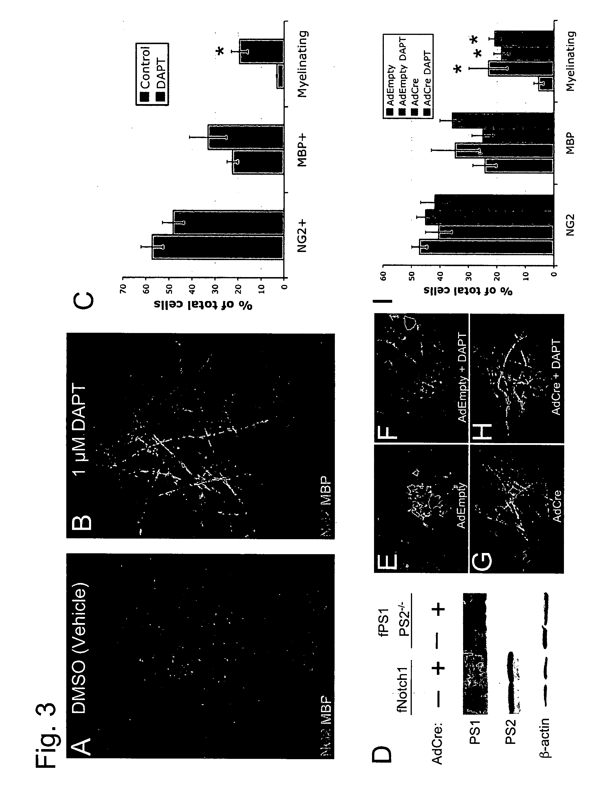 Blockade of gamma-secretase activity to promote myelination by oligodendrocytes