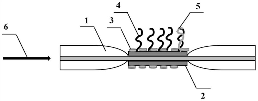 Sensitive microrna optical fiber sensing device and its production and measurement method