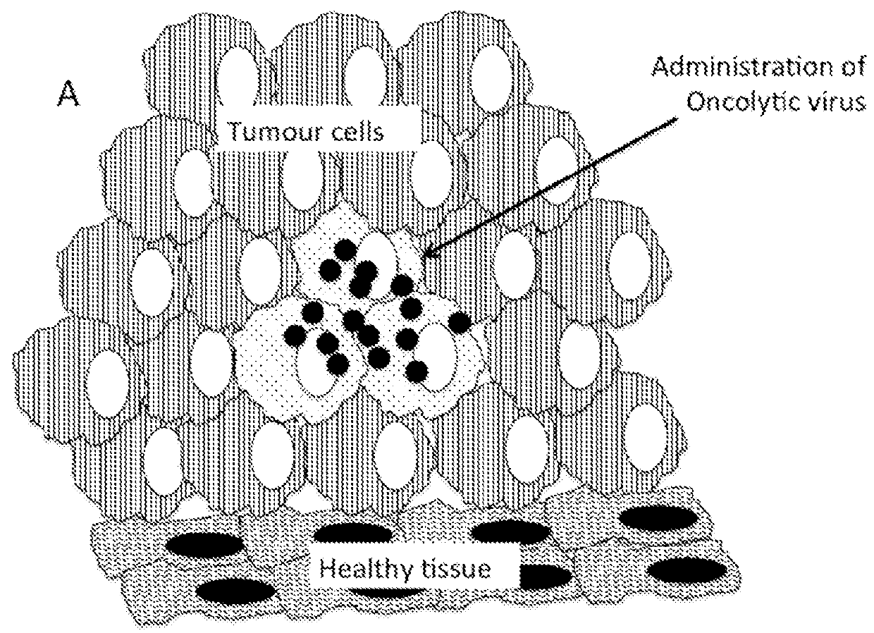 Therapeutic compositions and methods of use for treating cancer