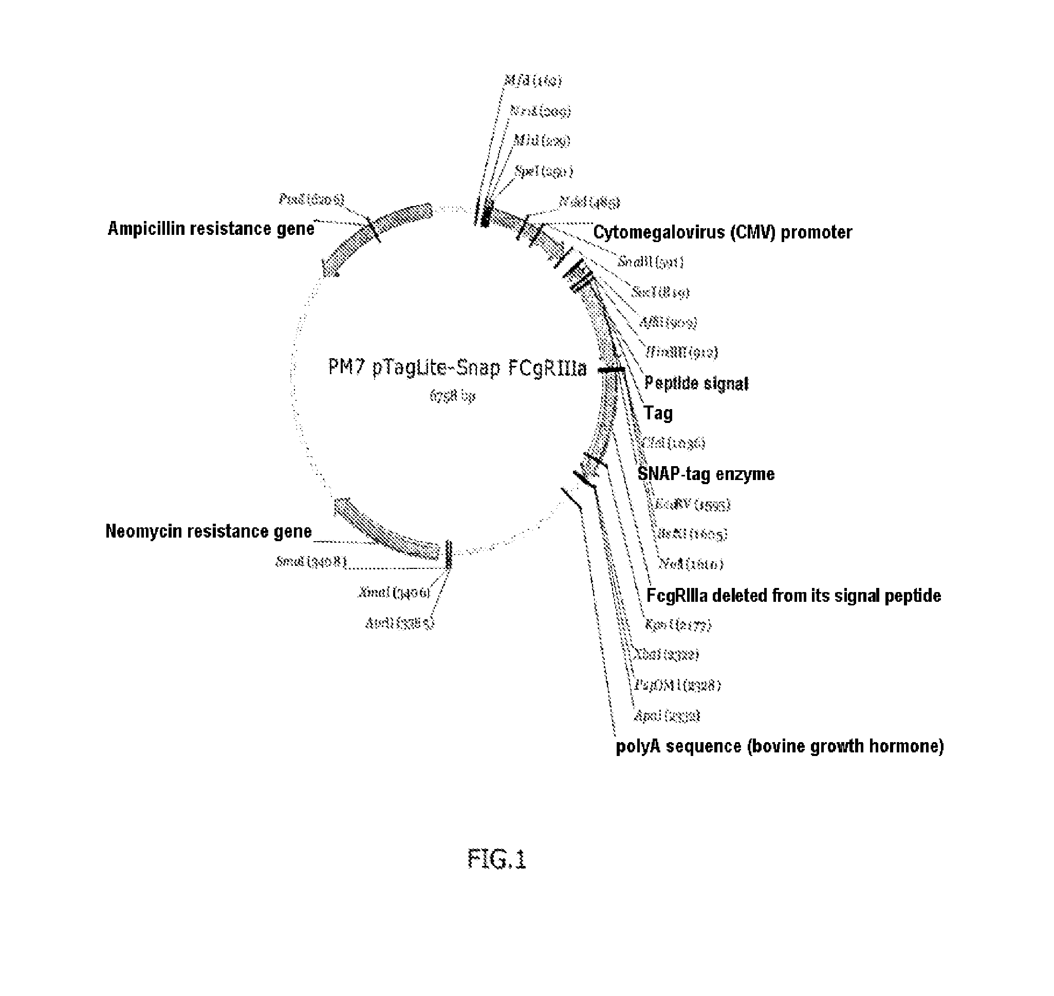 Method for determining the glycosylation of an antibody