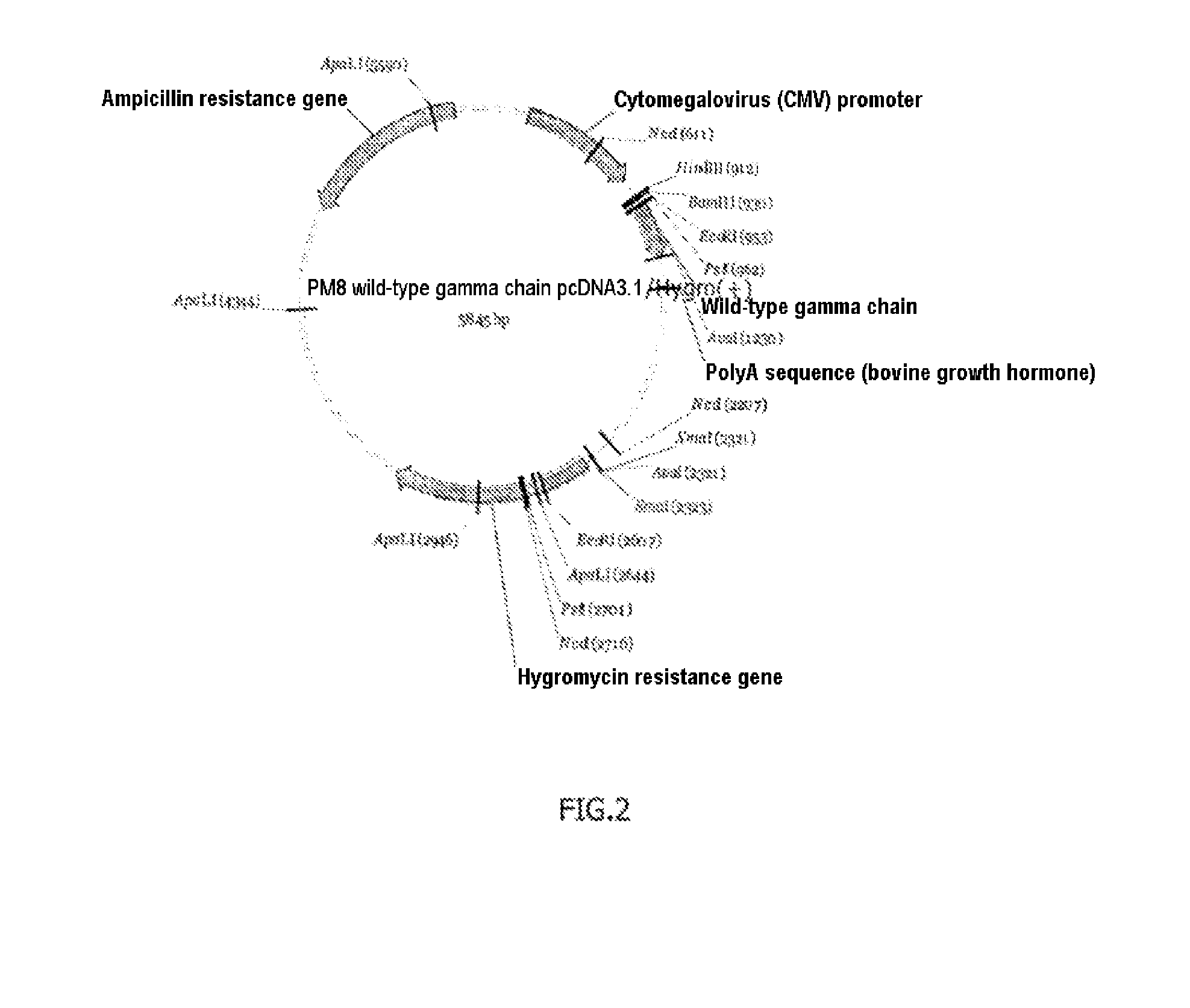 Method for determining the glycosylation of an antibody