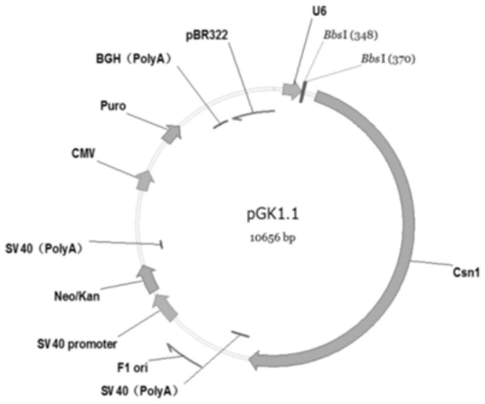 A CRISPR-Cas9 system for knocking out the Grin2D gene and its application