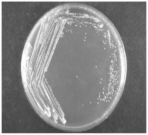 A kind of lactobacillus plantarum strain and application thereof