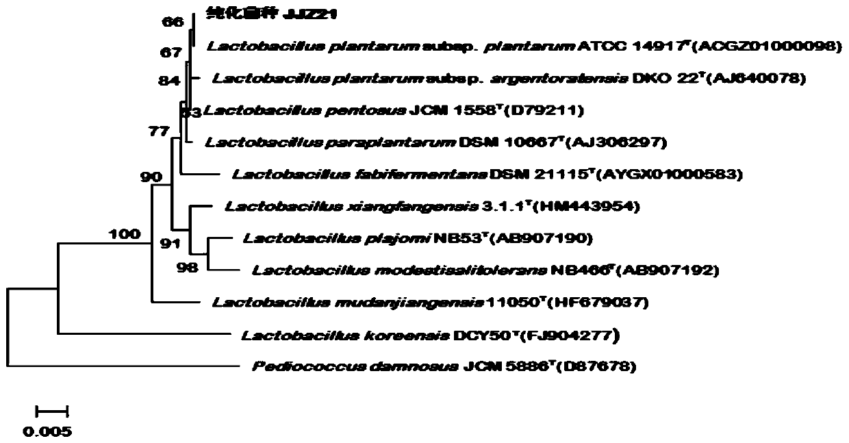 A kind of lactobacillus plantarum strain and application thereof