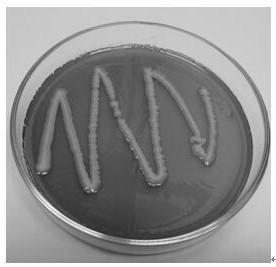 Paenibacillus polymyxa strain and application thereof