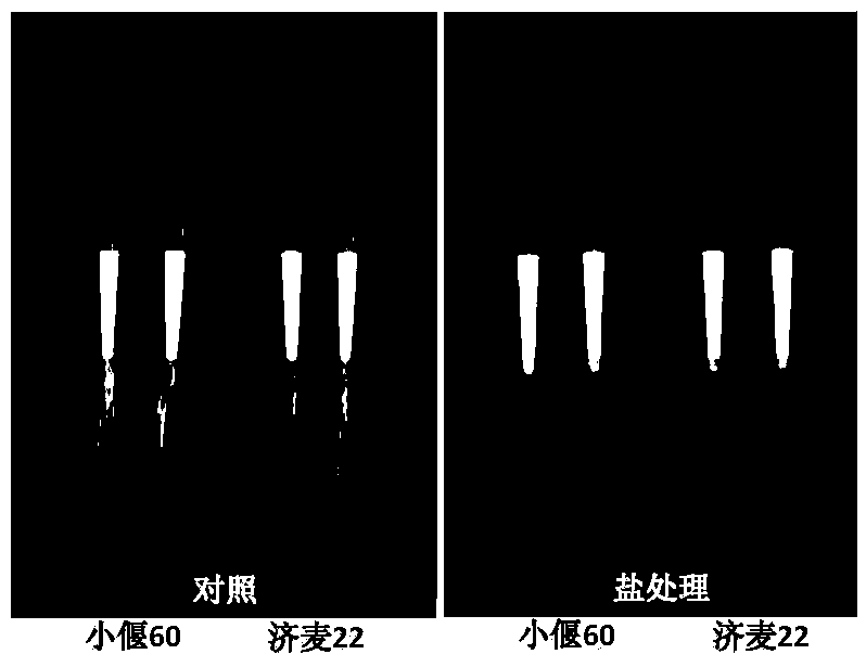 Method and device for batch identification of wheat salt tolerance