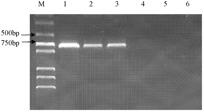 PCR(Polymerase Chain Reaction) primers and method for identifying mycobacterium bovis